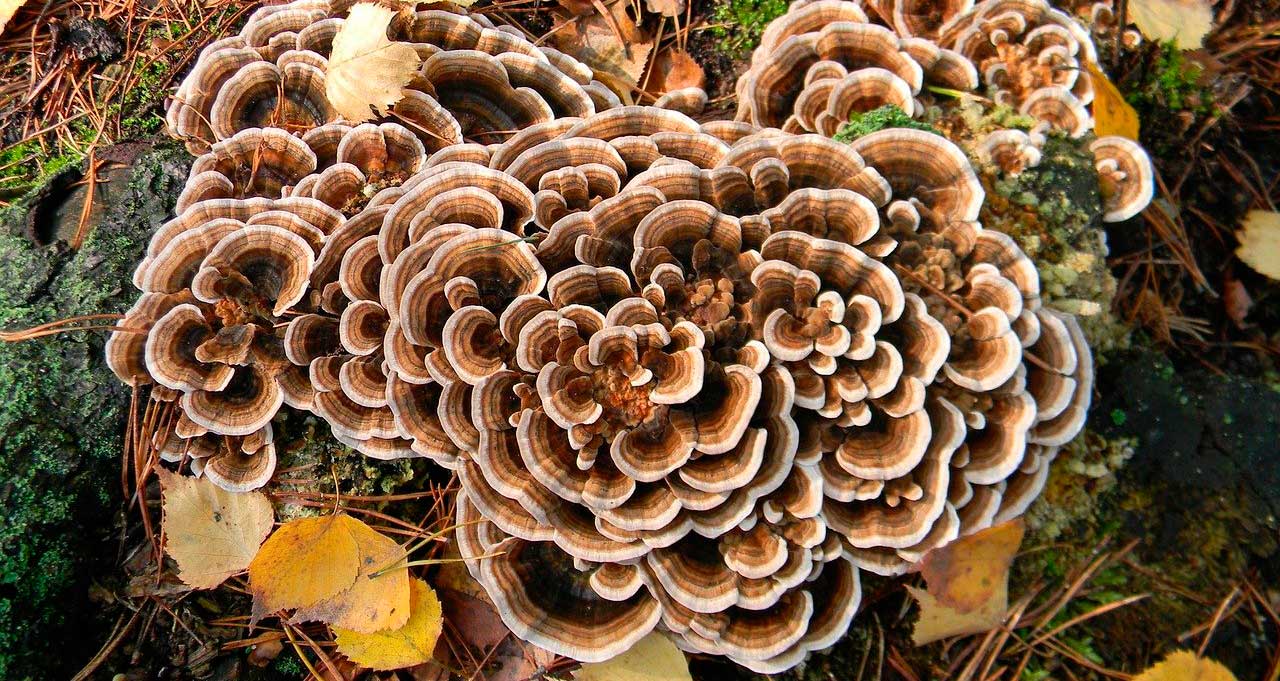 Maitake (Grifola frondosa) ⋆ Fungi natur