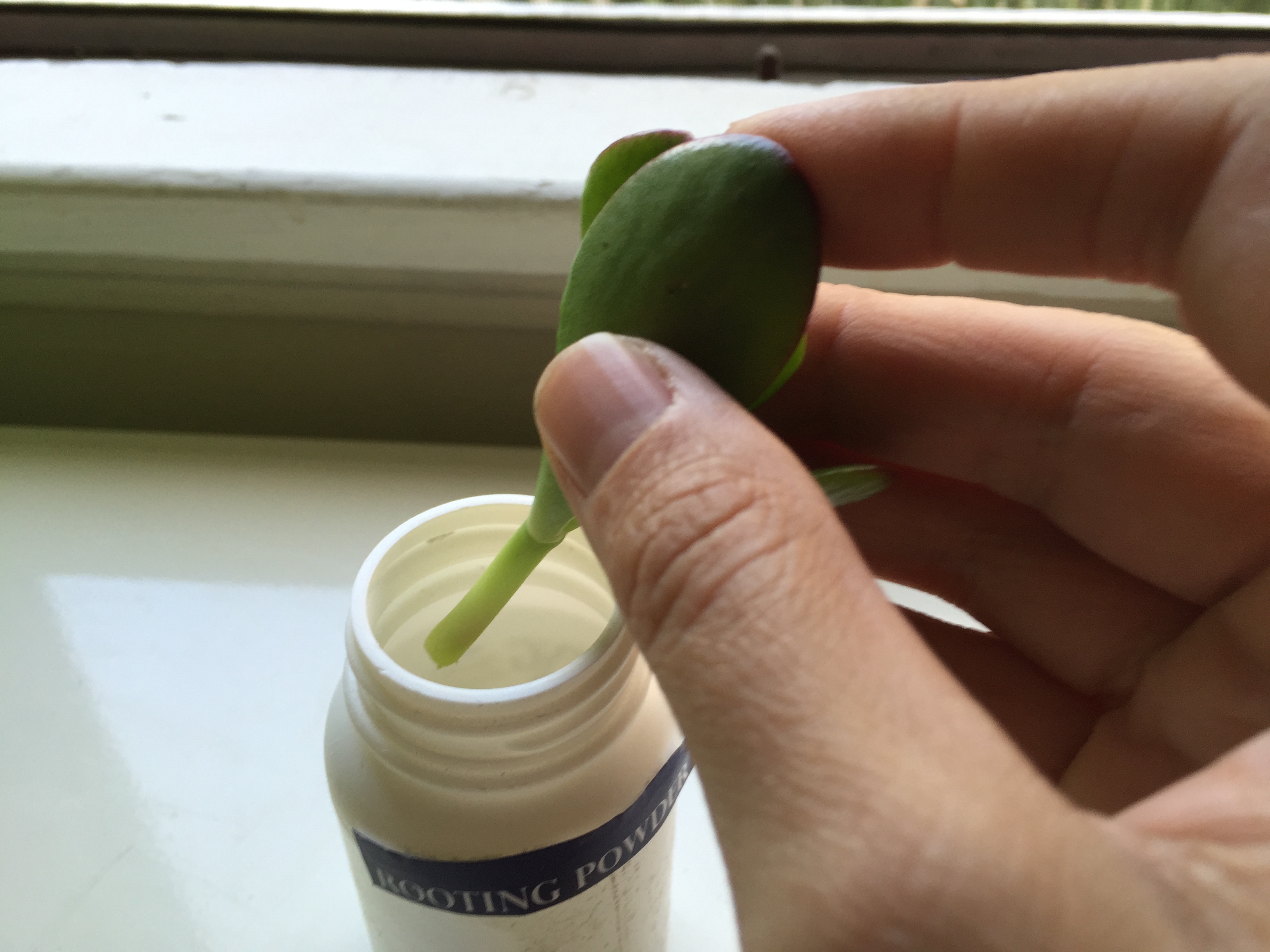 Growing a Jade Plant from Cuttings fungrowingplants
