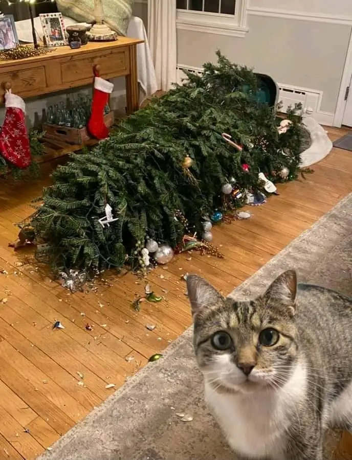 Cats vs Christmas Trees Precious Fur Babies Capable of Malicious