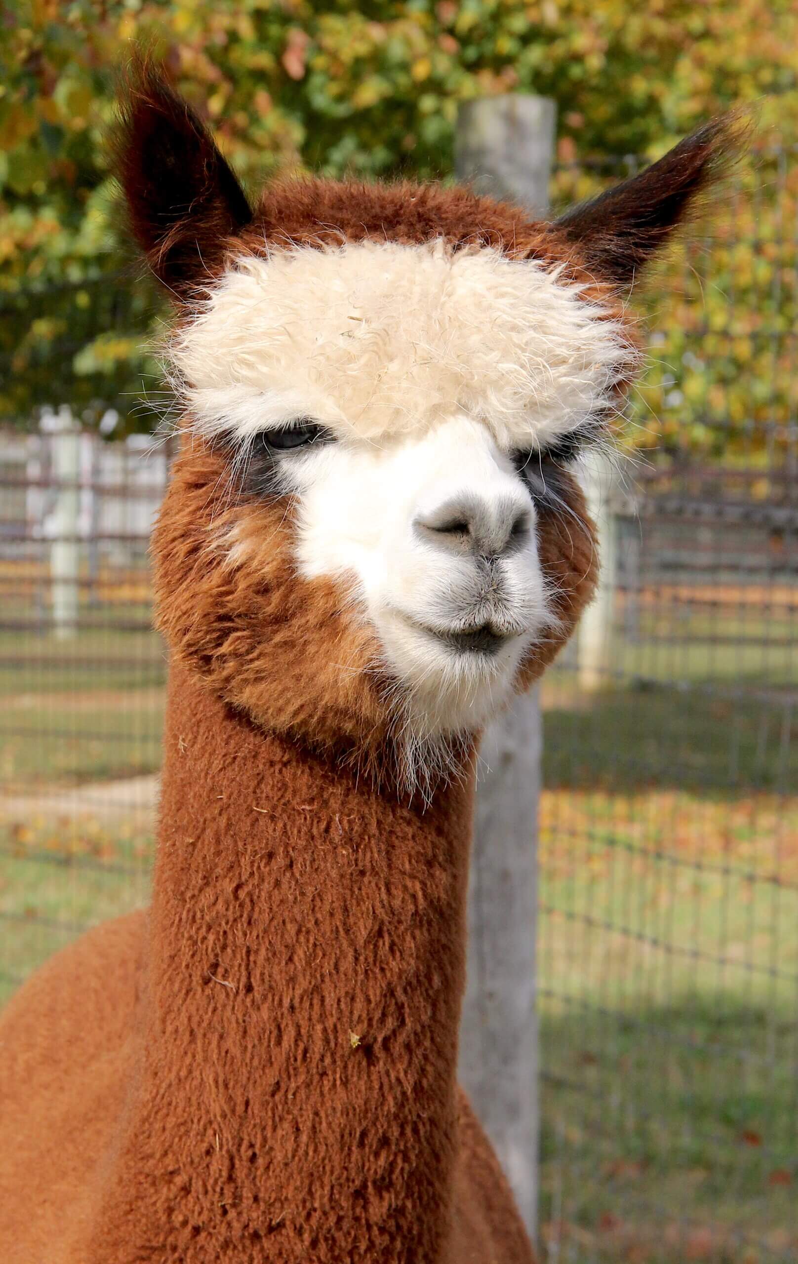 Snowmass Cuvee Alpaca For Sale