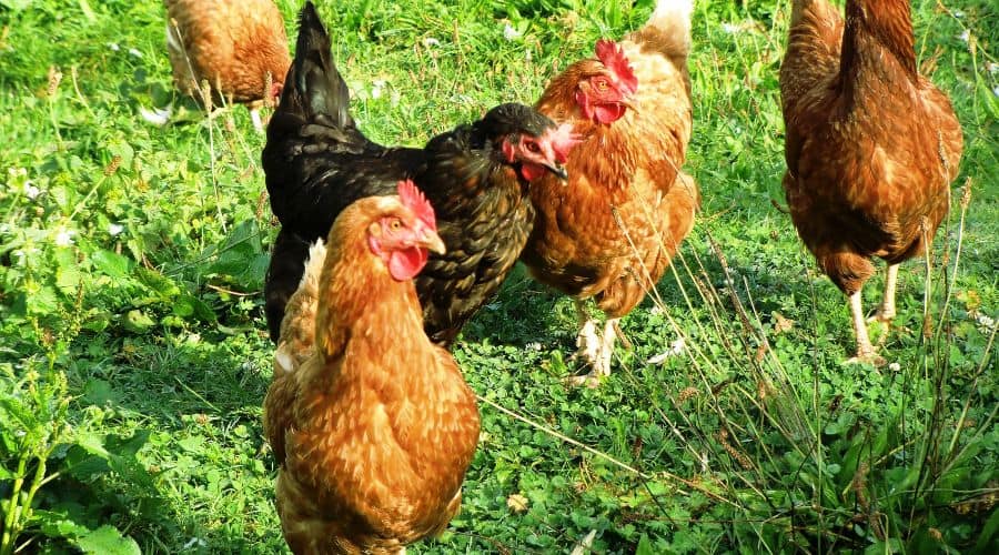 Backyard Chickens In Florida Fun In The Yard