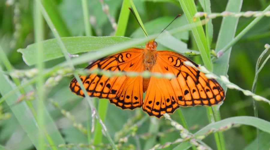 Do Butterflies Eat Grass Fun In The Yard
