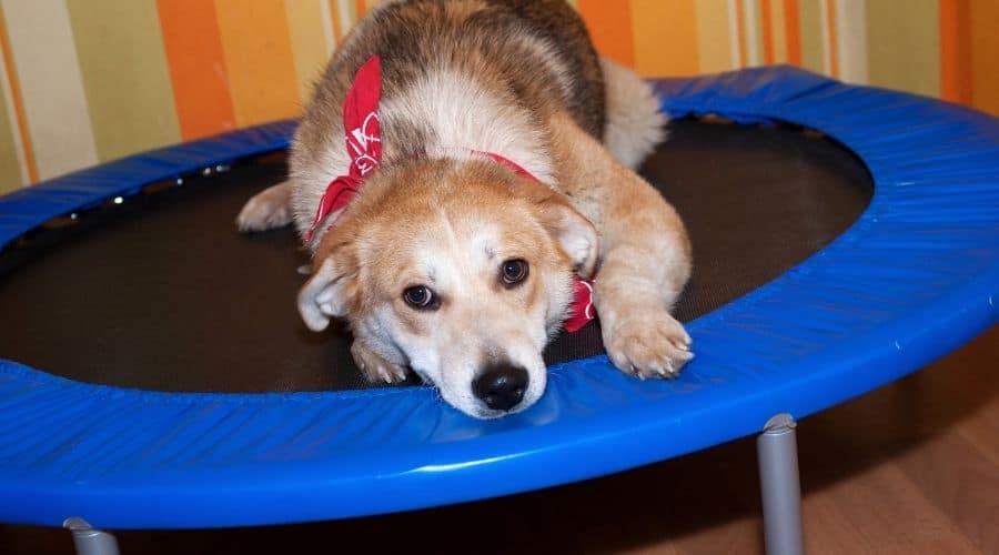 Do Dogs Like Trampolines (5 Reasons) Fun In The Yard