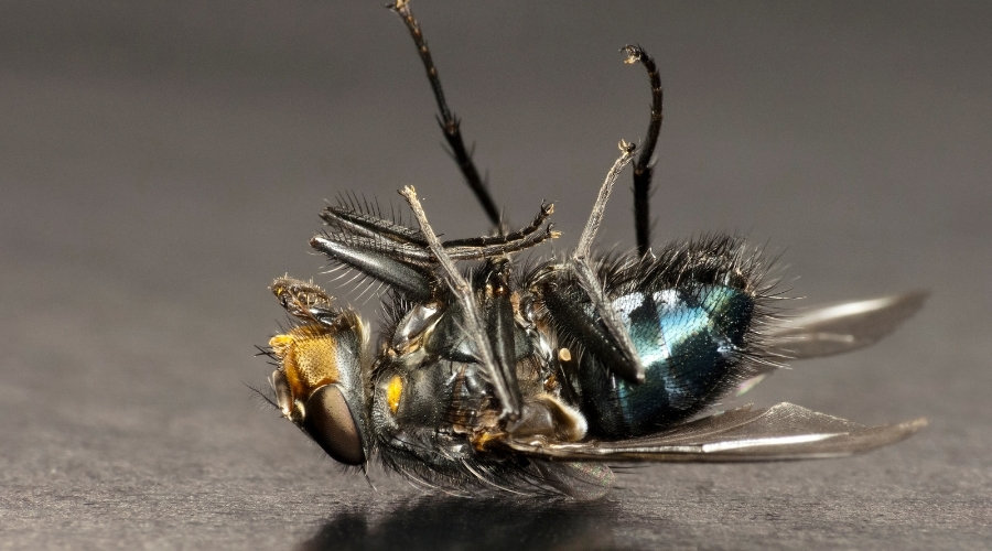 Do Flies Come Back To Life Fun In The Yard