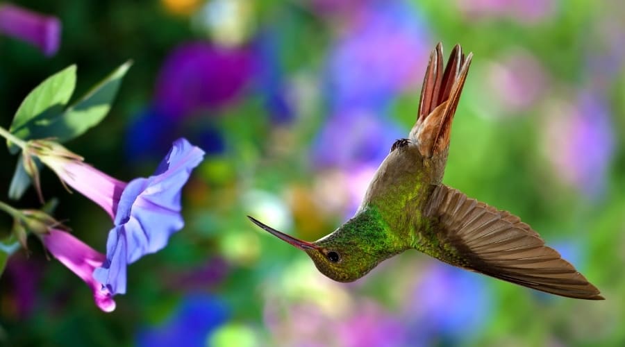 Upside Down Hummingbird