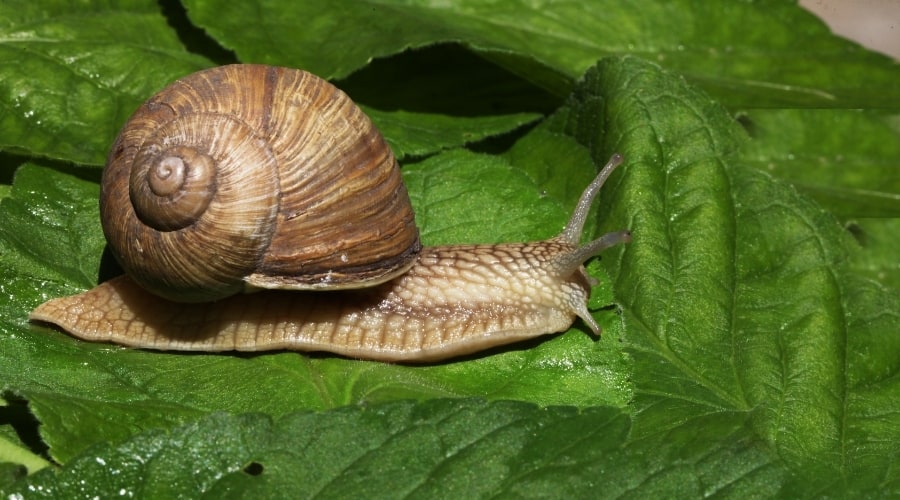 How Long Can Snails Go Without Food Fun In The Yard