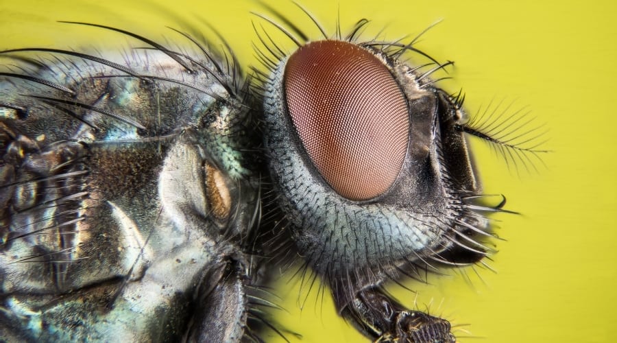 How Many Eyes Does A Fly Have Fun In The Yard