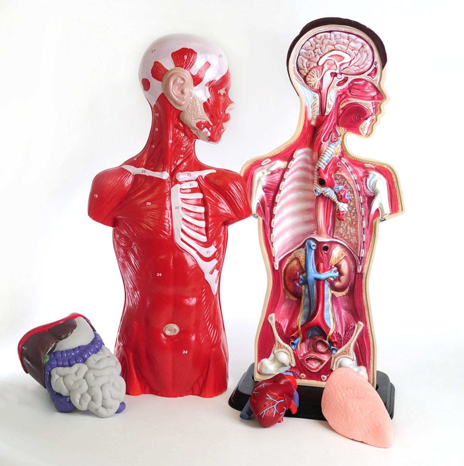 Modèle de torse anatomique science anatomie humaine