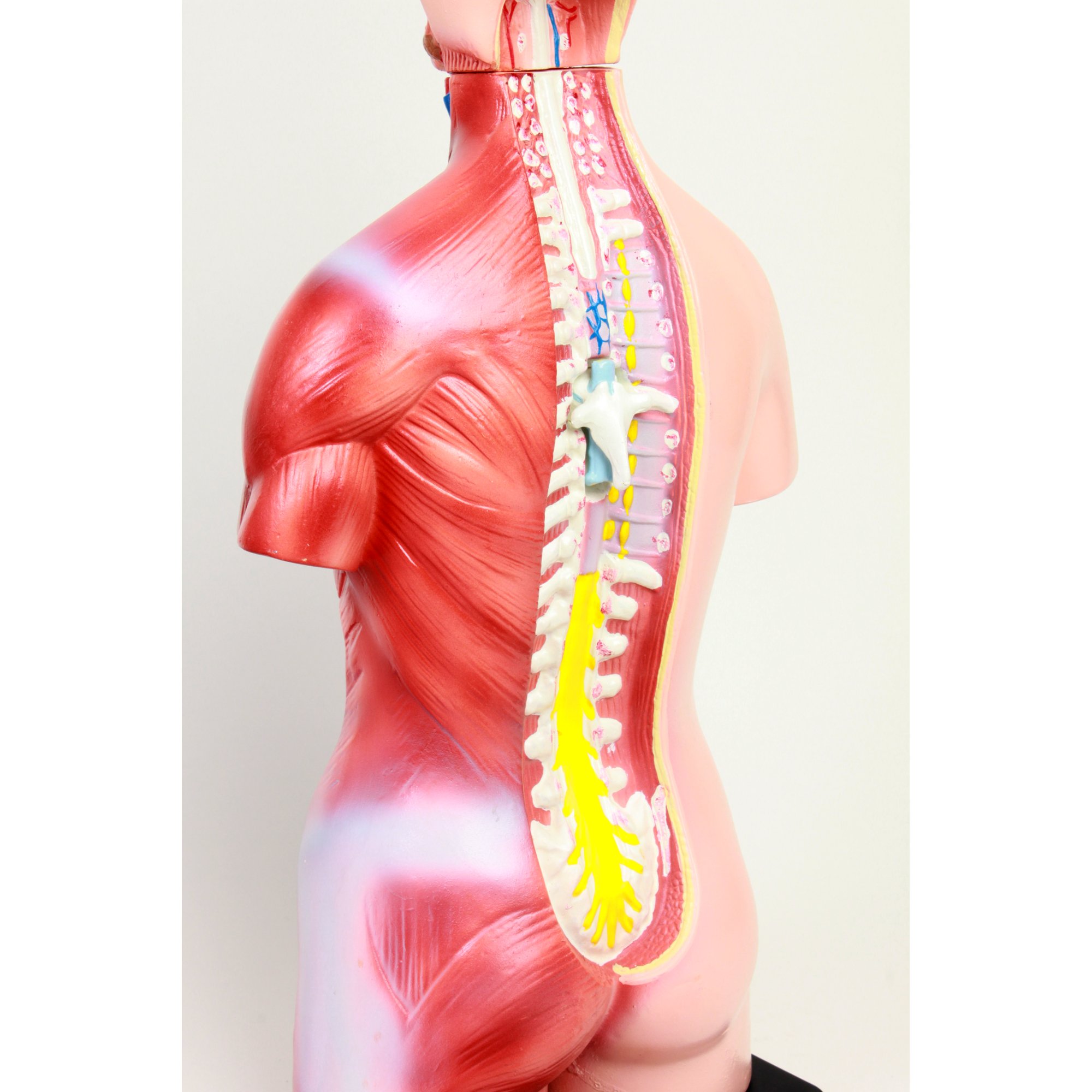 Modèle de torse anatomique science anatomie humaine