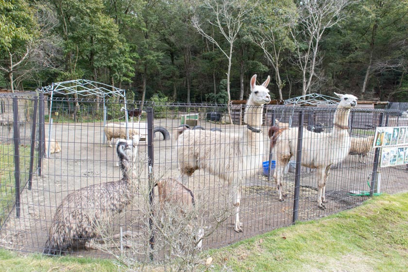 【冬はいちご狩りも】ベリーベリーファーム西脇で動物とふれあう FUN×KOBE