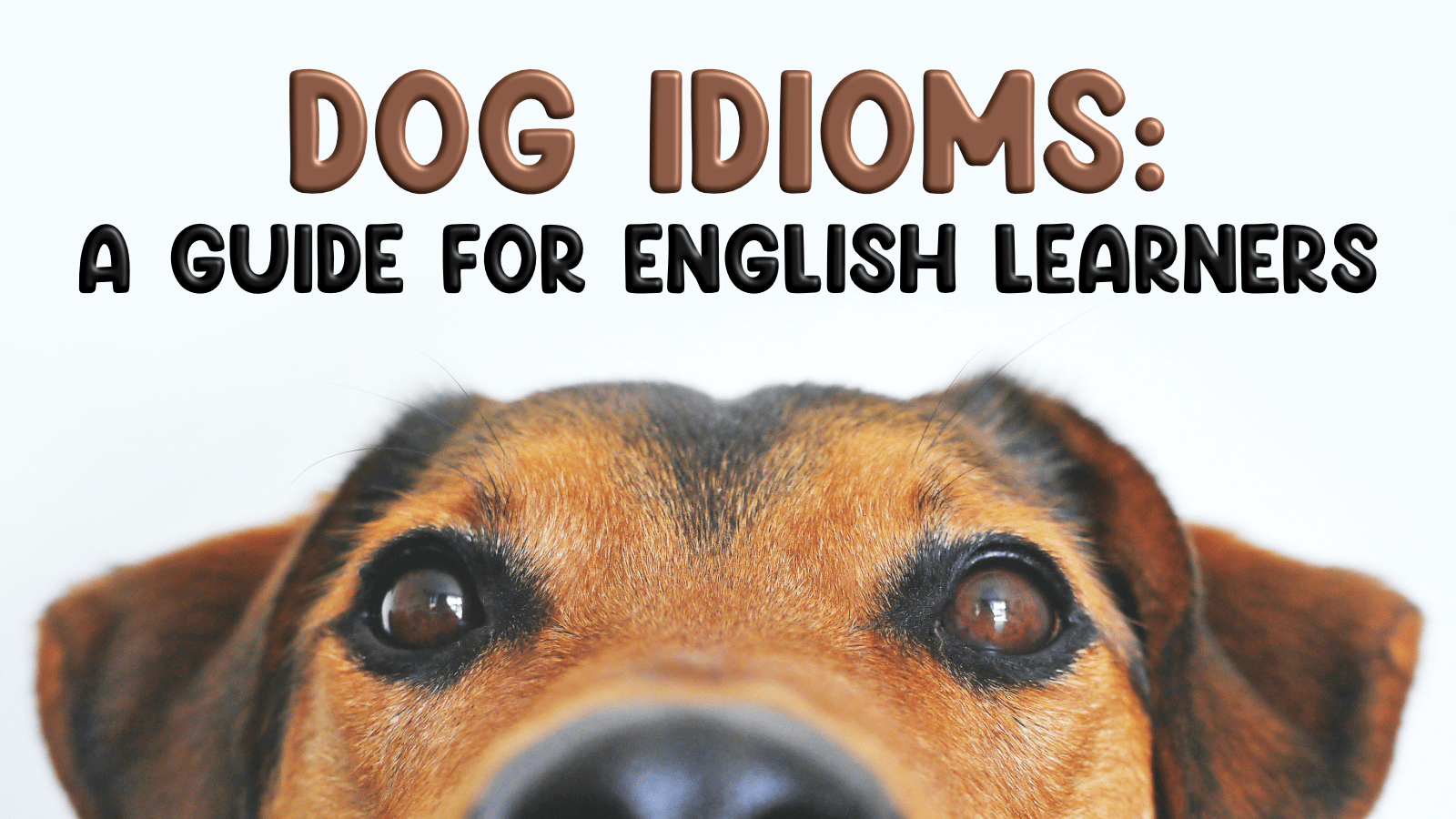 Dog Idioms Funky English