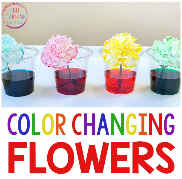 Grow a Rainbow Science Experiment