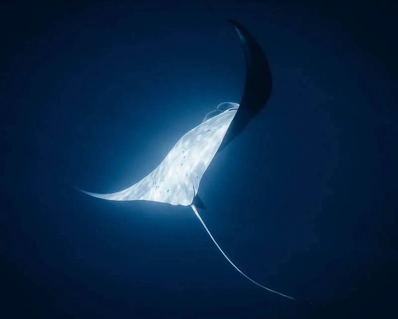 11 Best Manta Ray Night Snorkel Tours To Book In Kona