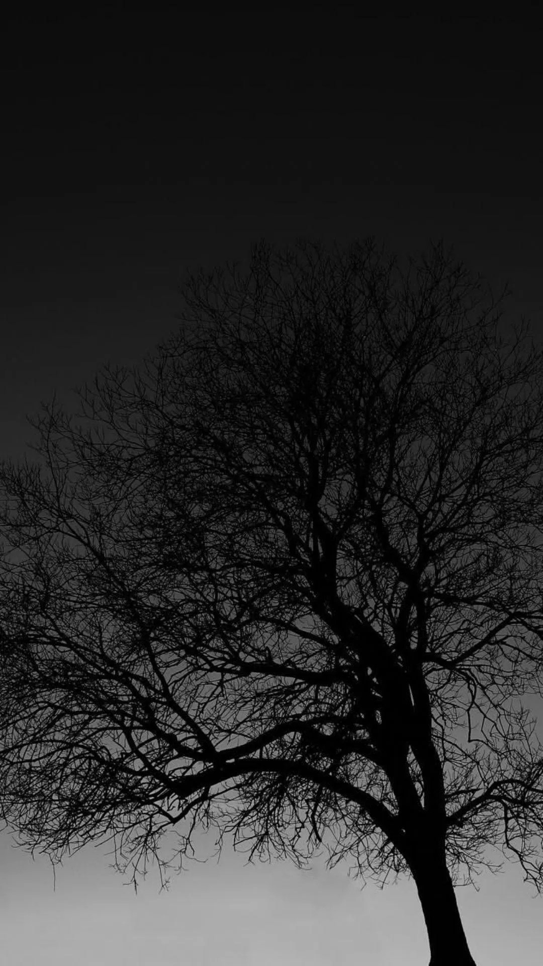 Black And White Trees Wallpaper