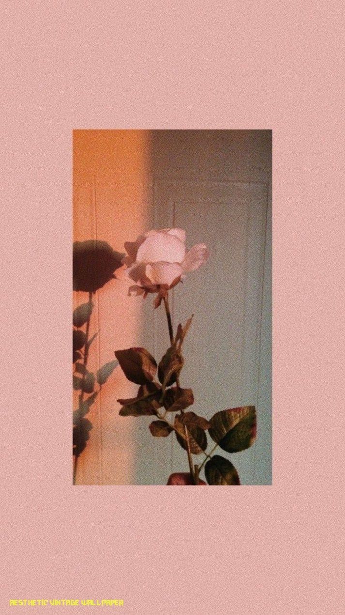 Vintage Roses Wallpaper Iphone