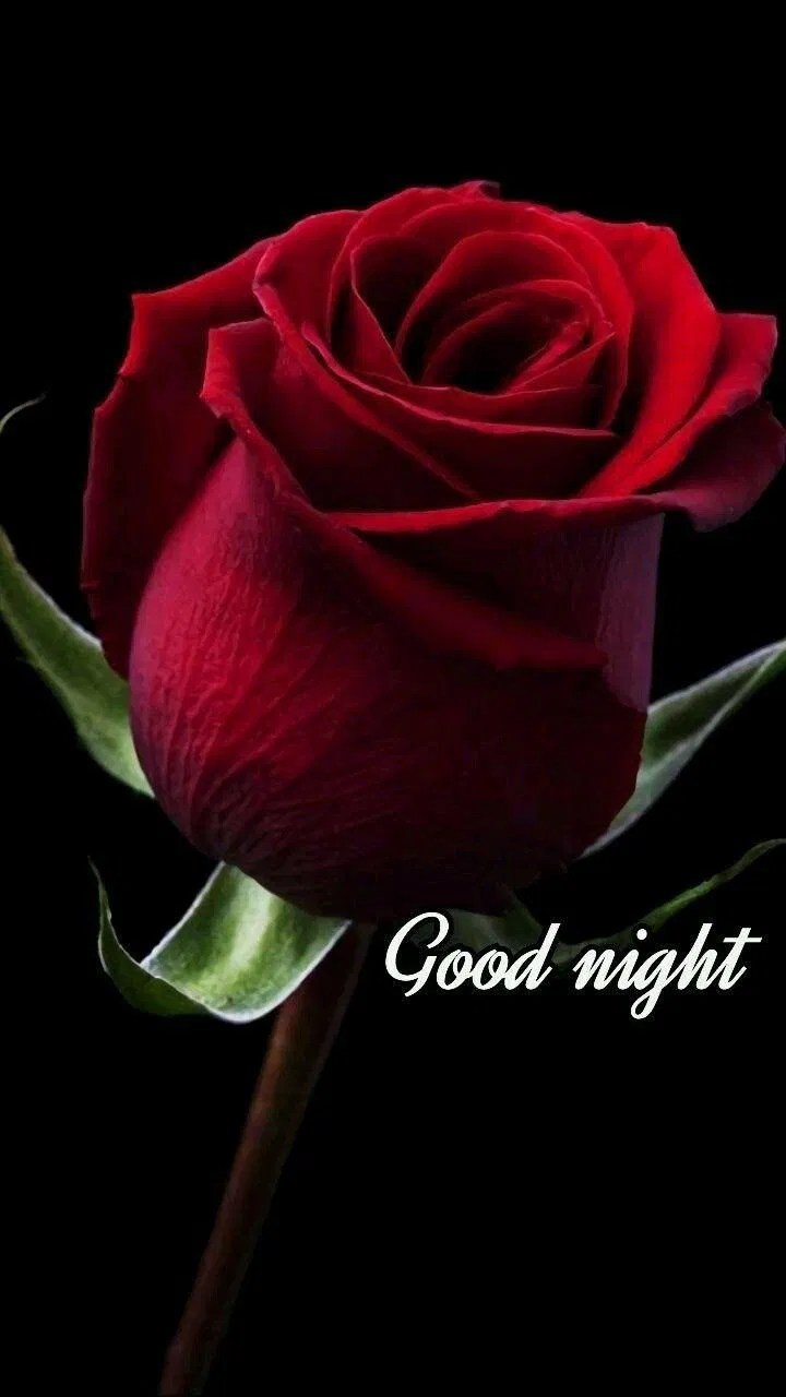 Good Evening Roses