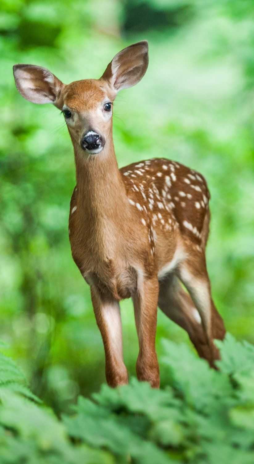 Cute Baby Deer Wallpaper