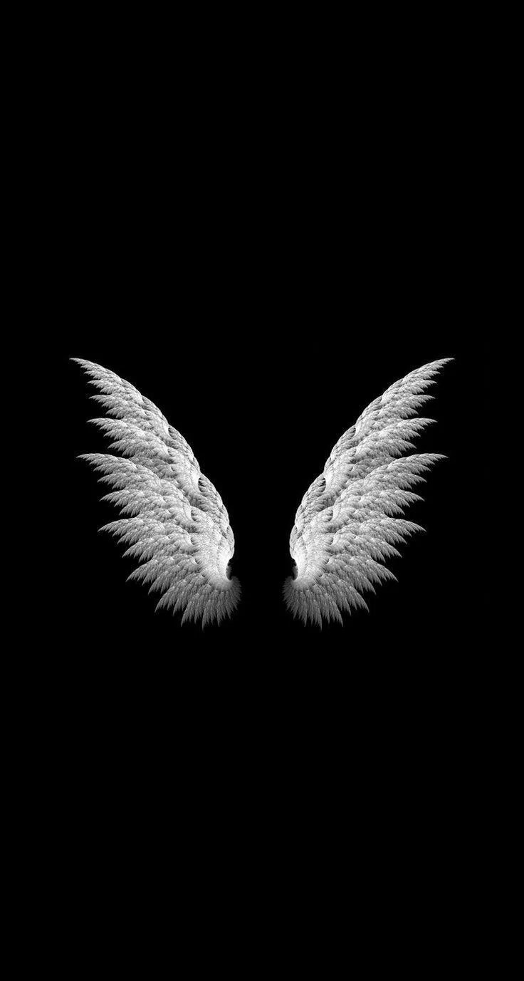 Colourful wings with black background Wallpapers Download MobCup