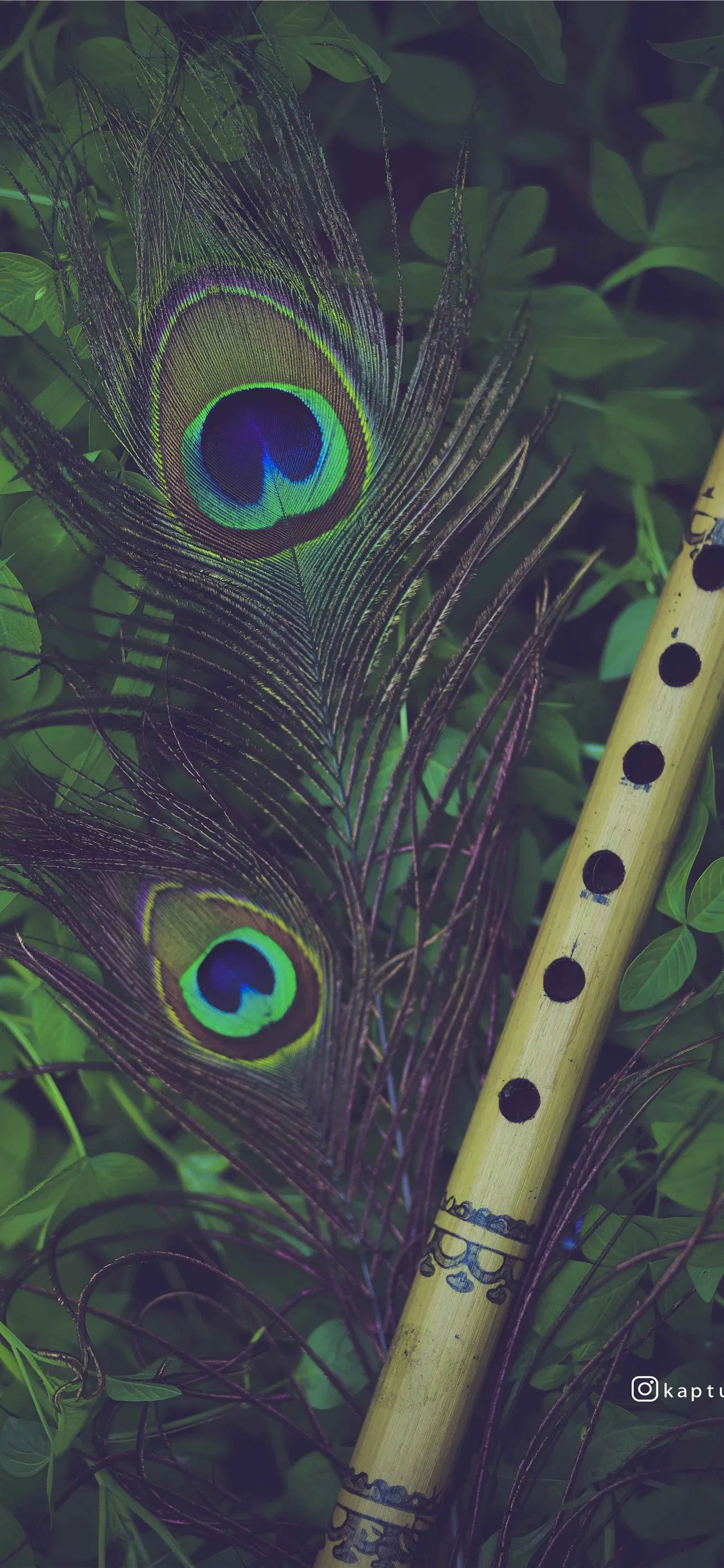 Flute With Peacock Feather Wallpaper