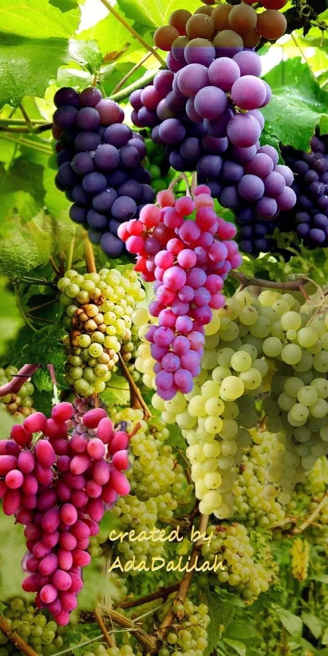 Grapes Fruit Wallpaper