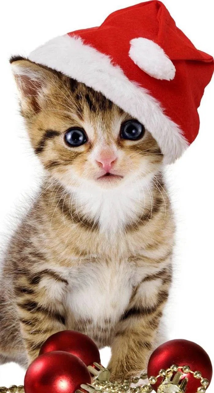 Cute Christmas Kittens