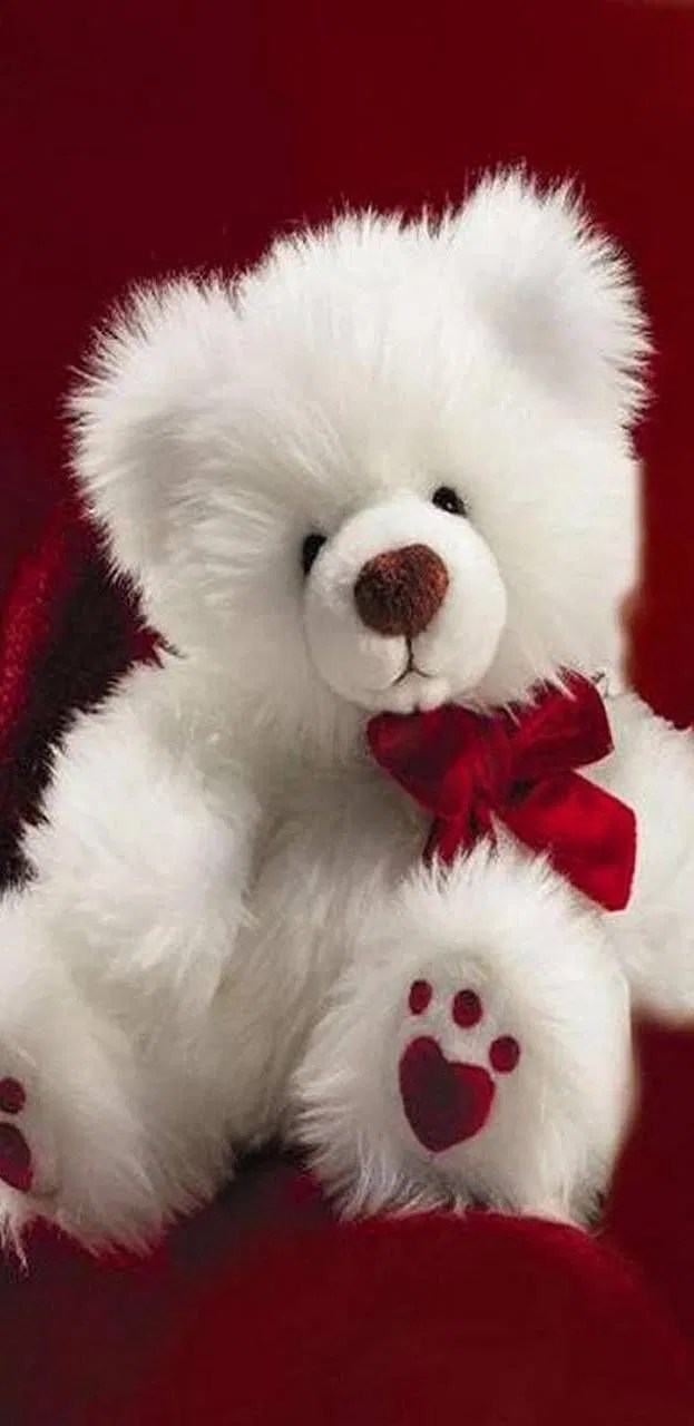 White Teddy Bear Love