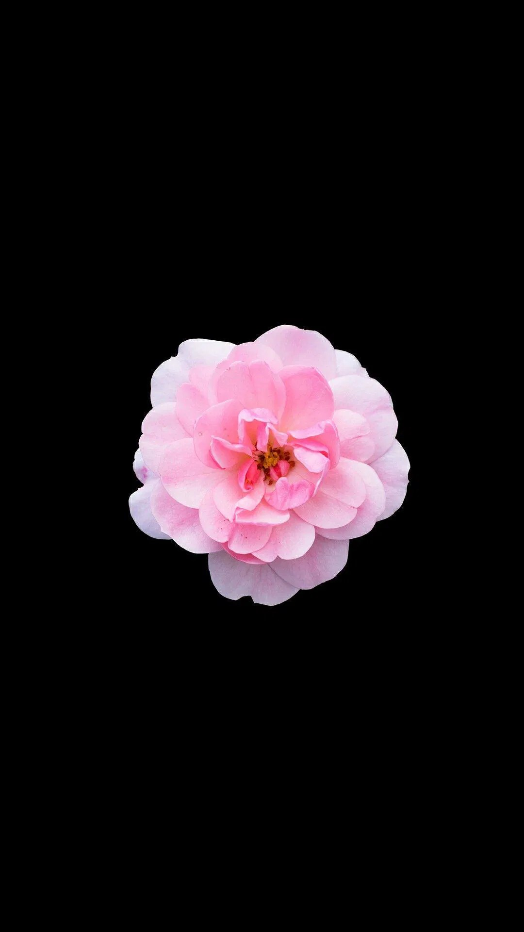 Flower black background Wallpapers Download MobCup