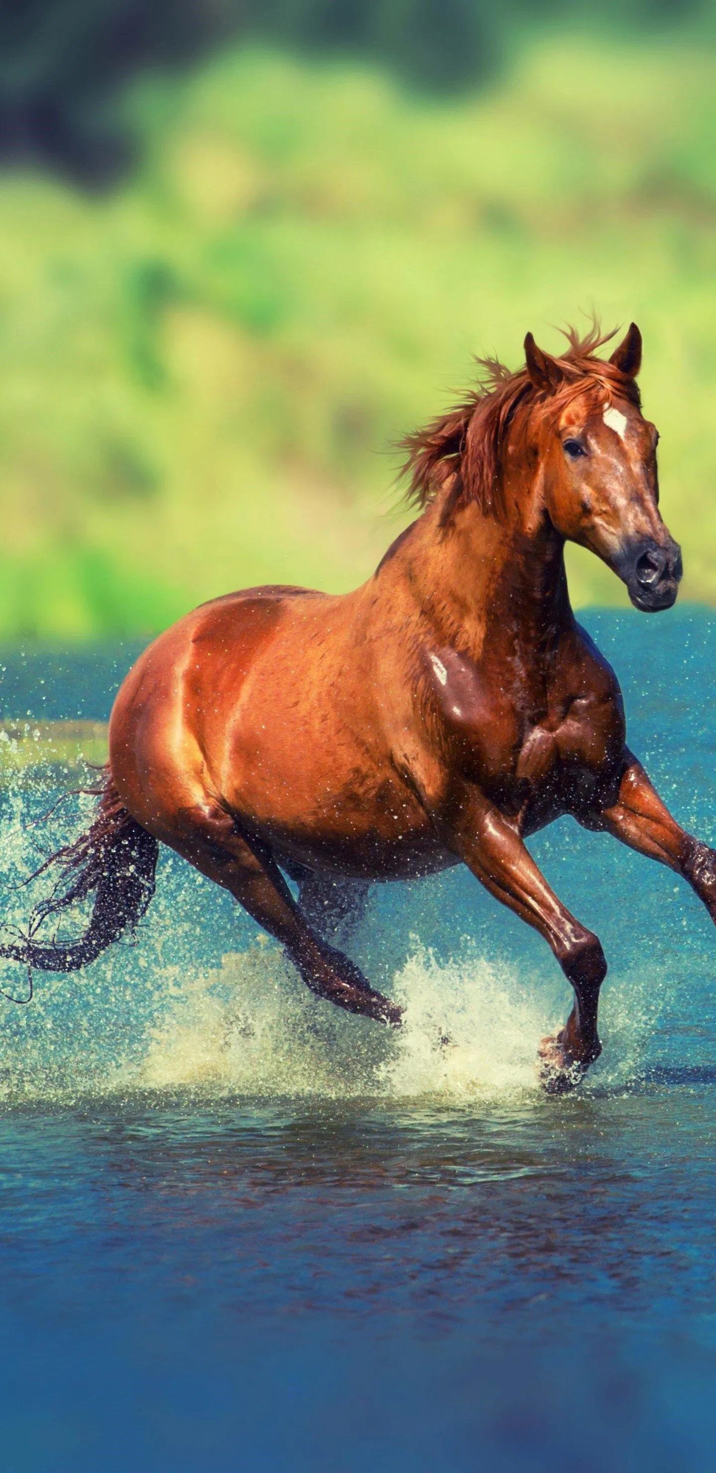 Discover more than 87 horse wallpaper iphone best in.cdgdbentre