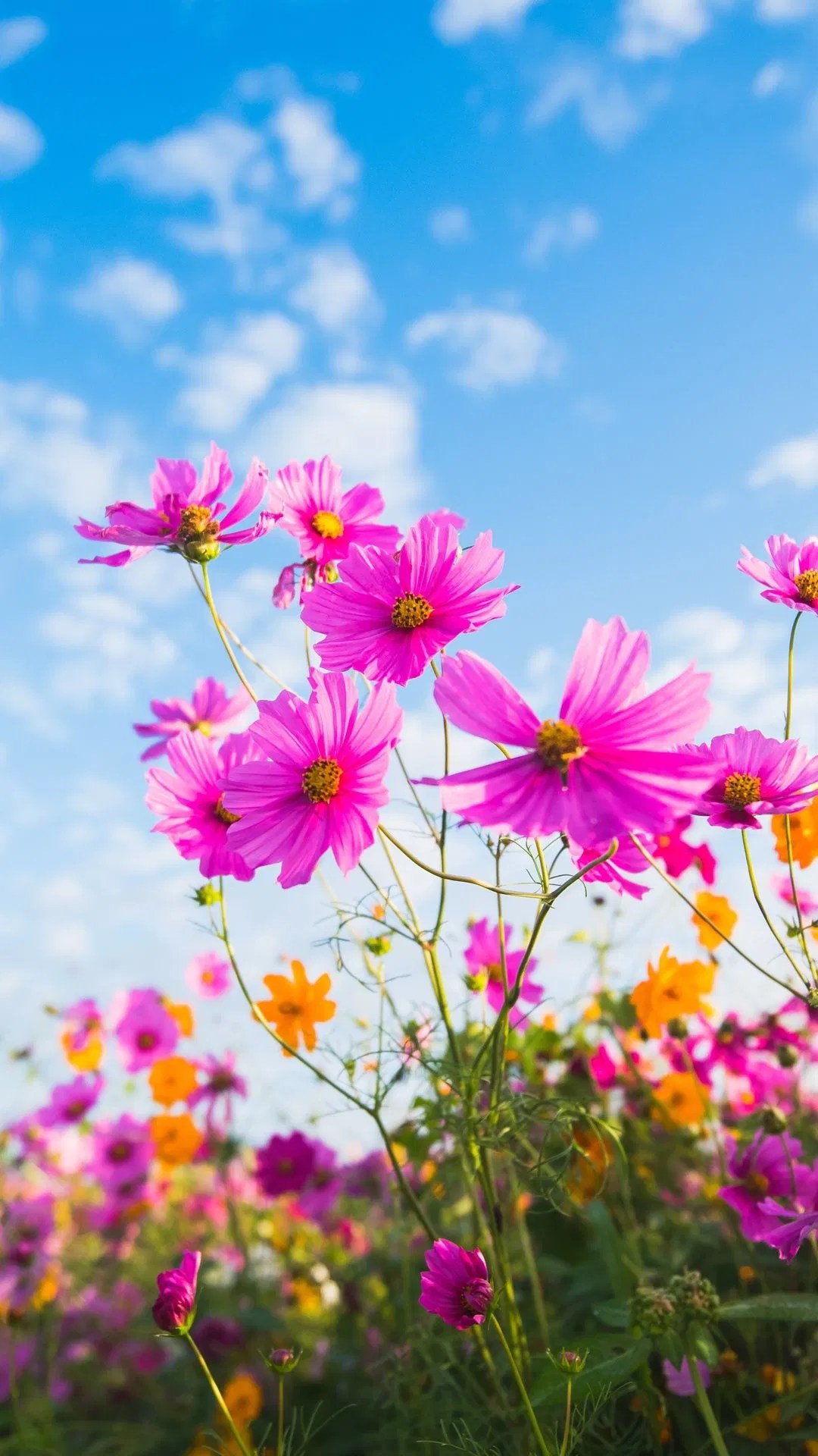 Cosmos Flower Wallpaper
