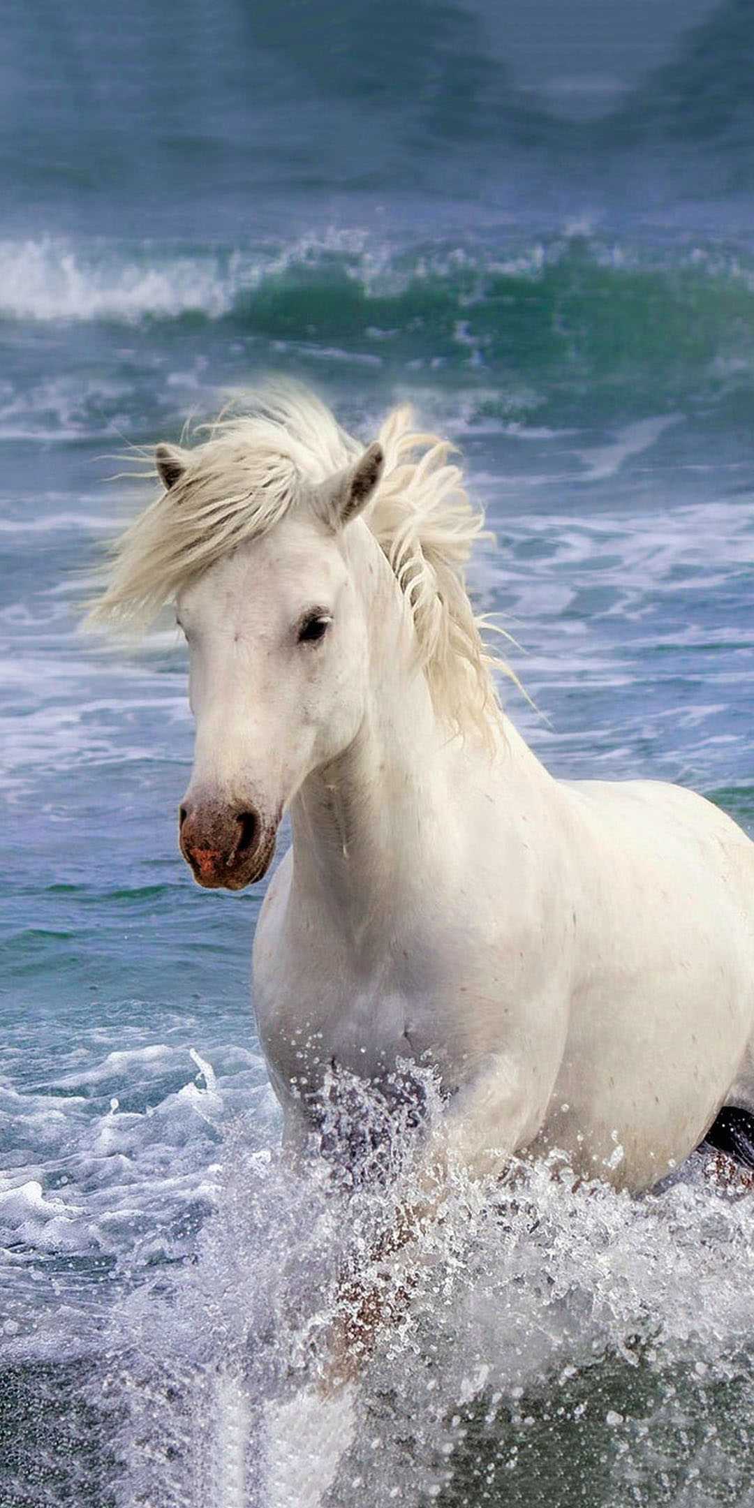 Beautiful White Horse Wallpaper