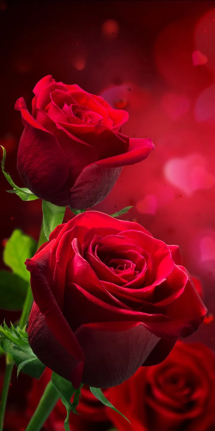 Beautiful Red Rose Flower Images Hd Best Flower Site