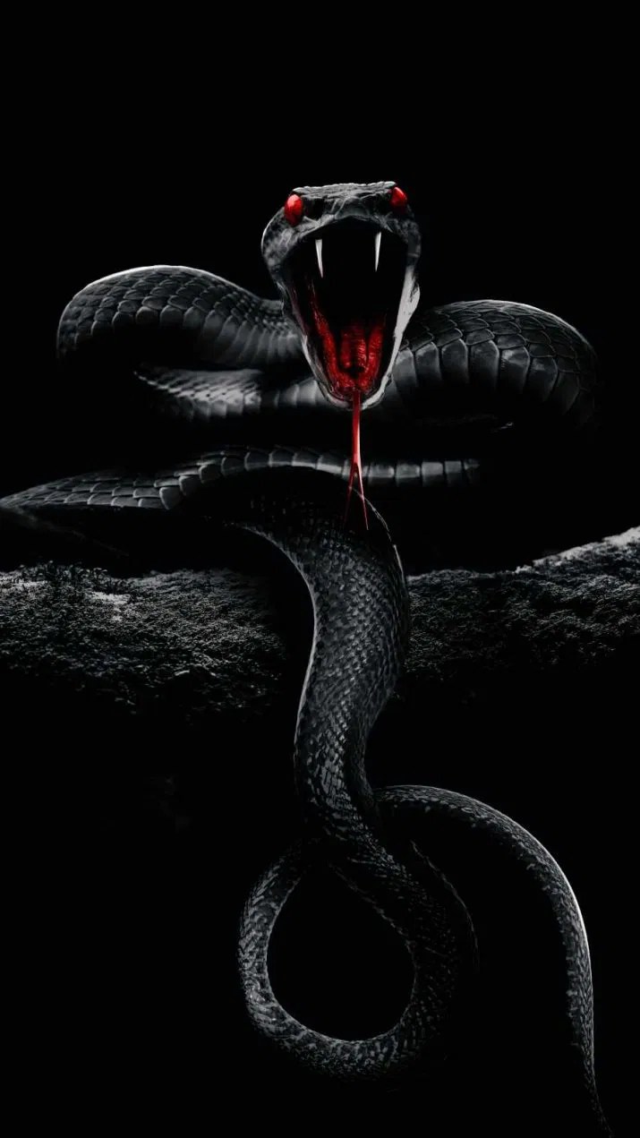 King Cobra Wallpapers