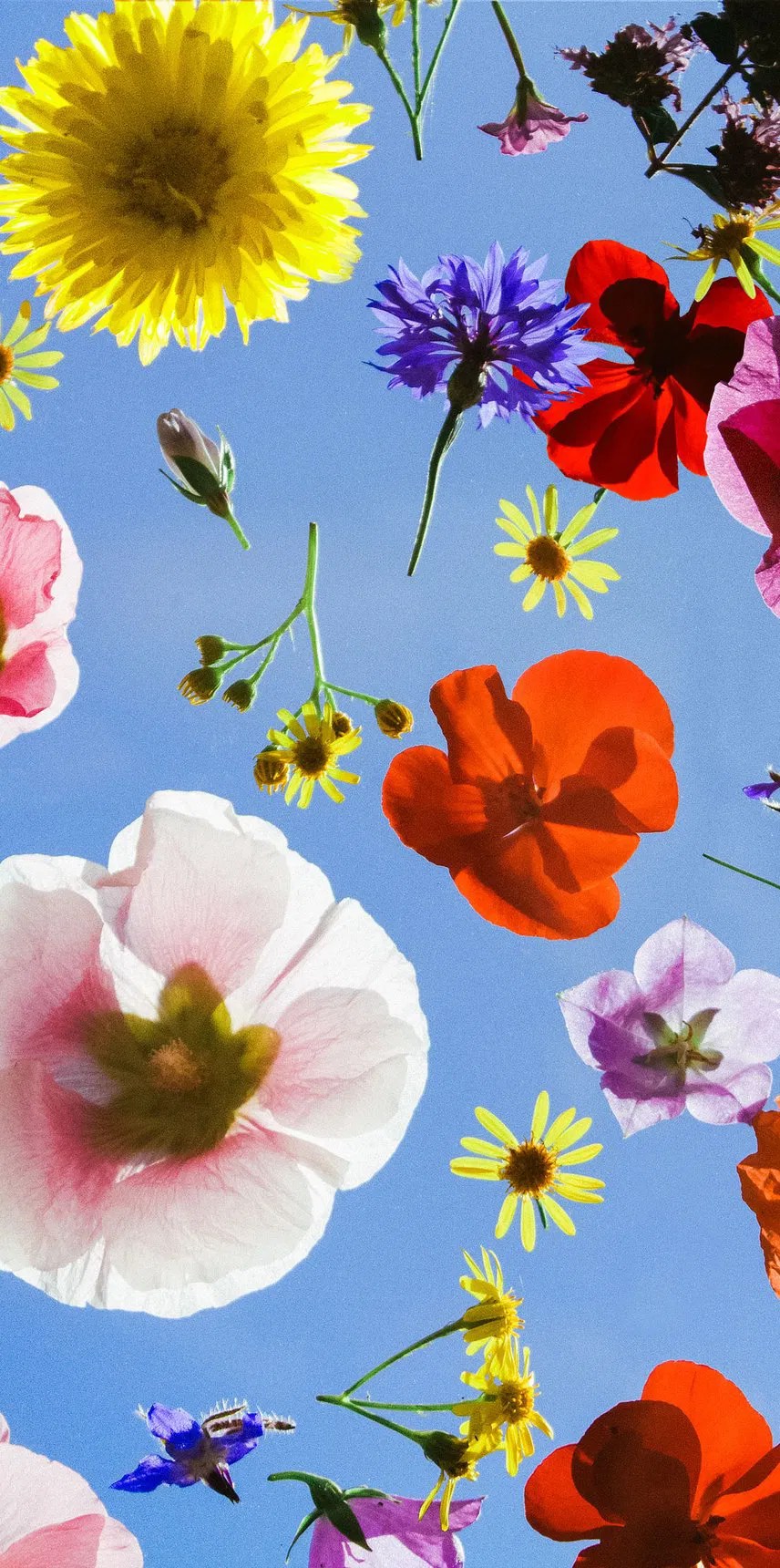 Colourful Flower Iphone Wallpaper Hd Best Flower Site