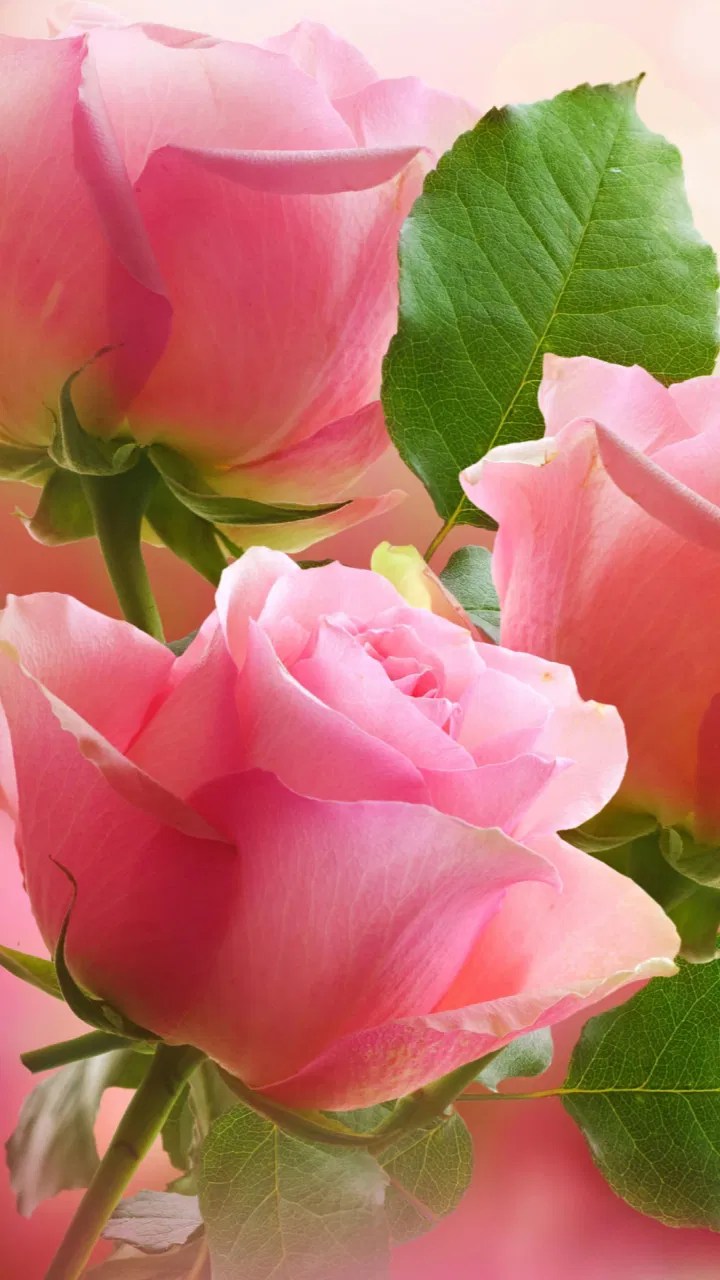 Pink Rose Flowers Wallpapers Best Flower Site