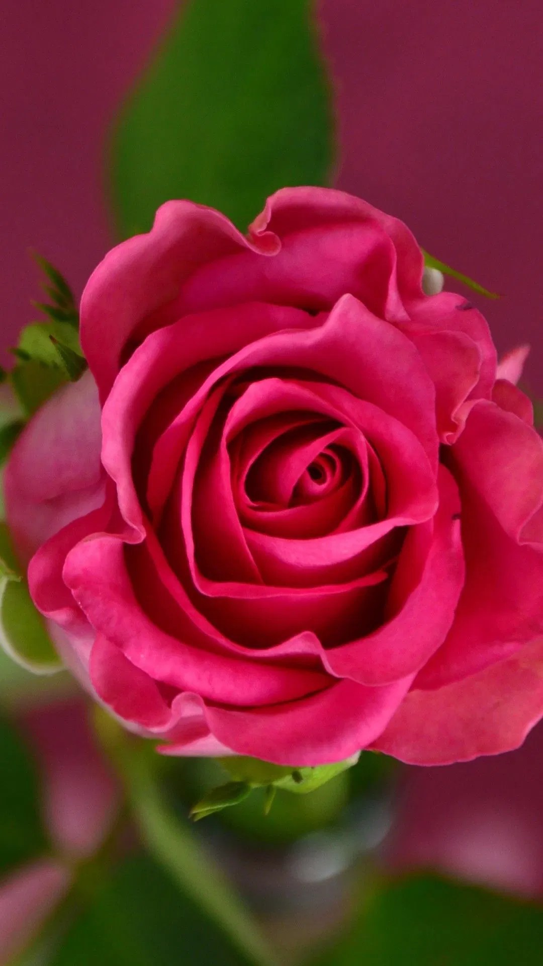 Pink Rose Flowers Images Hd Wallpapers Best Flower Site