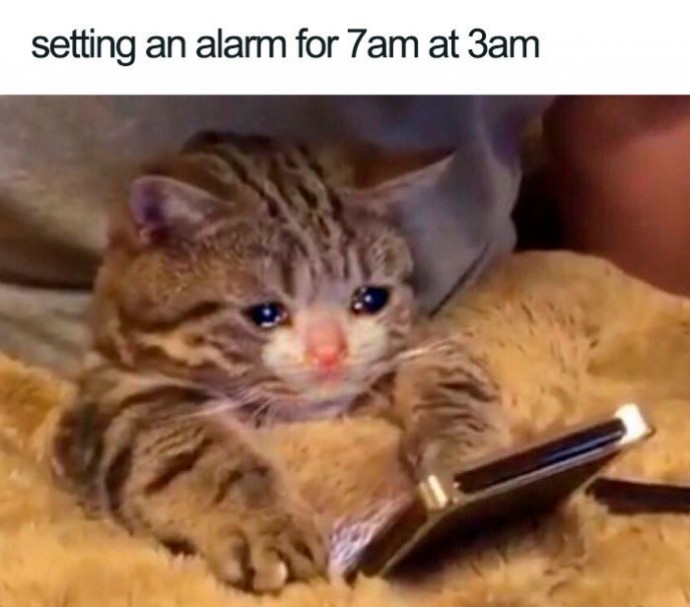 Always sleepy — Funny Pictures