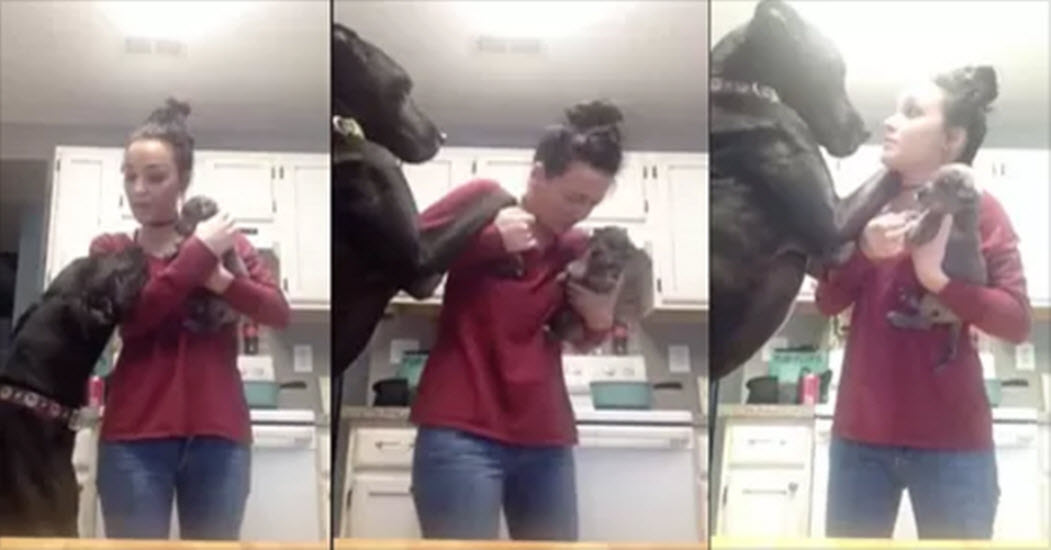 She Brings Home A New Puppy And Her Great Dane Gets Jealous Funny Dogs Gallery