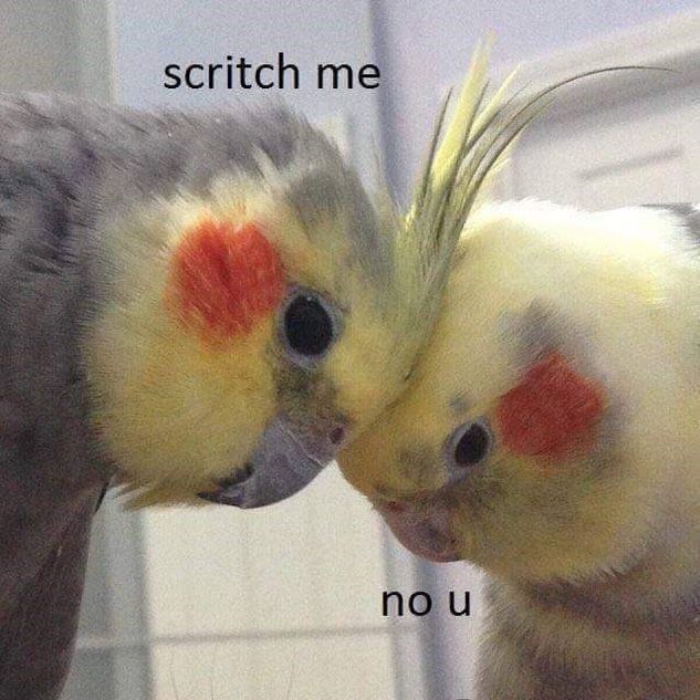 40 Funny Birb Memes FunnyFoto Page 32