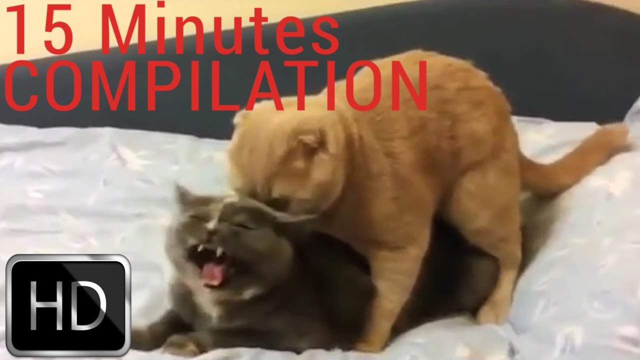 Funny Cats Mating Compilation part 1 Funny & Epic Cats and Kittens
