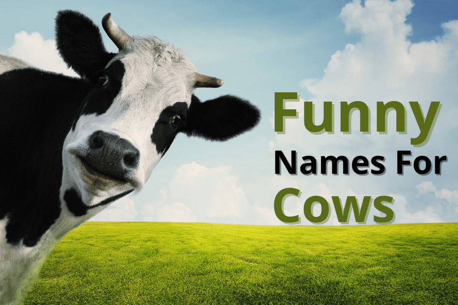 350+ Funny Names for Cows Hilarious Ideas to Make You Smile
