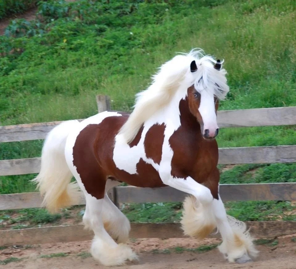 35 Most Beautiful Horse Pictures and Images