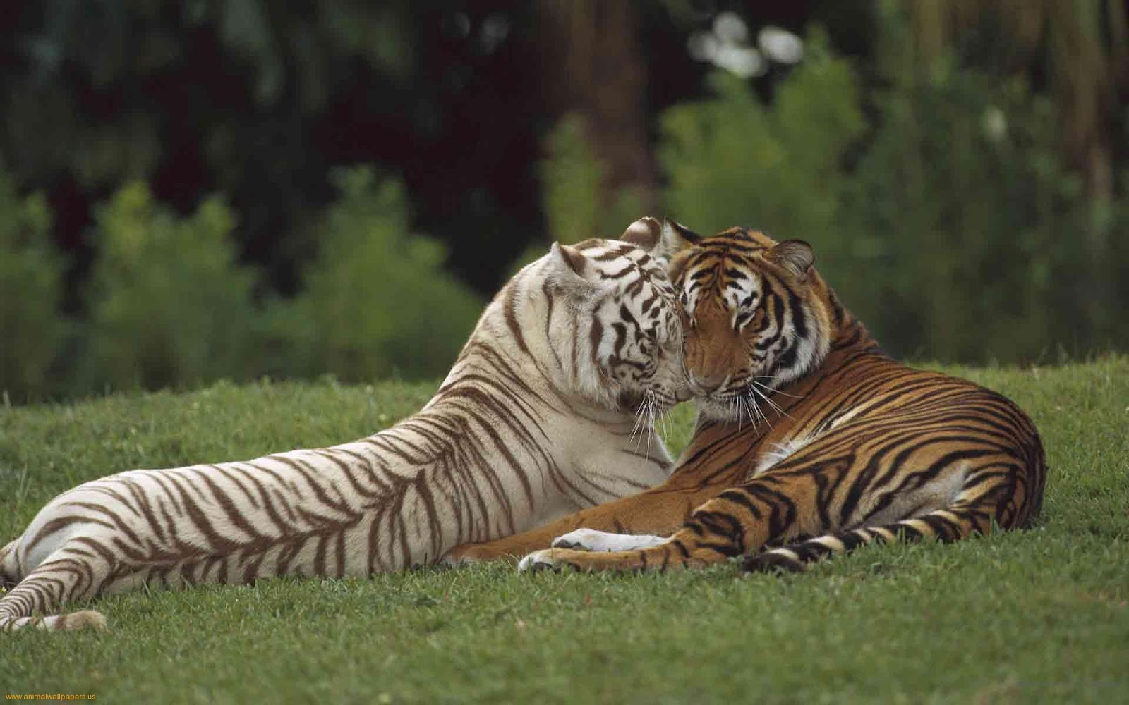 Best 35 Bengal Tiger Pictures and Wallpapers