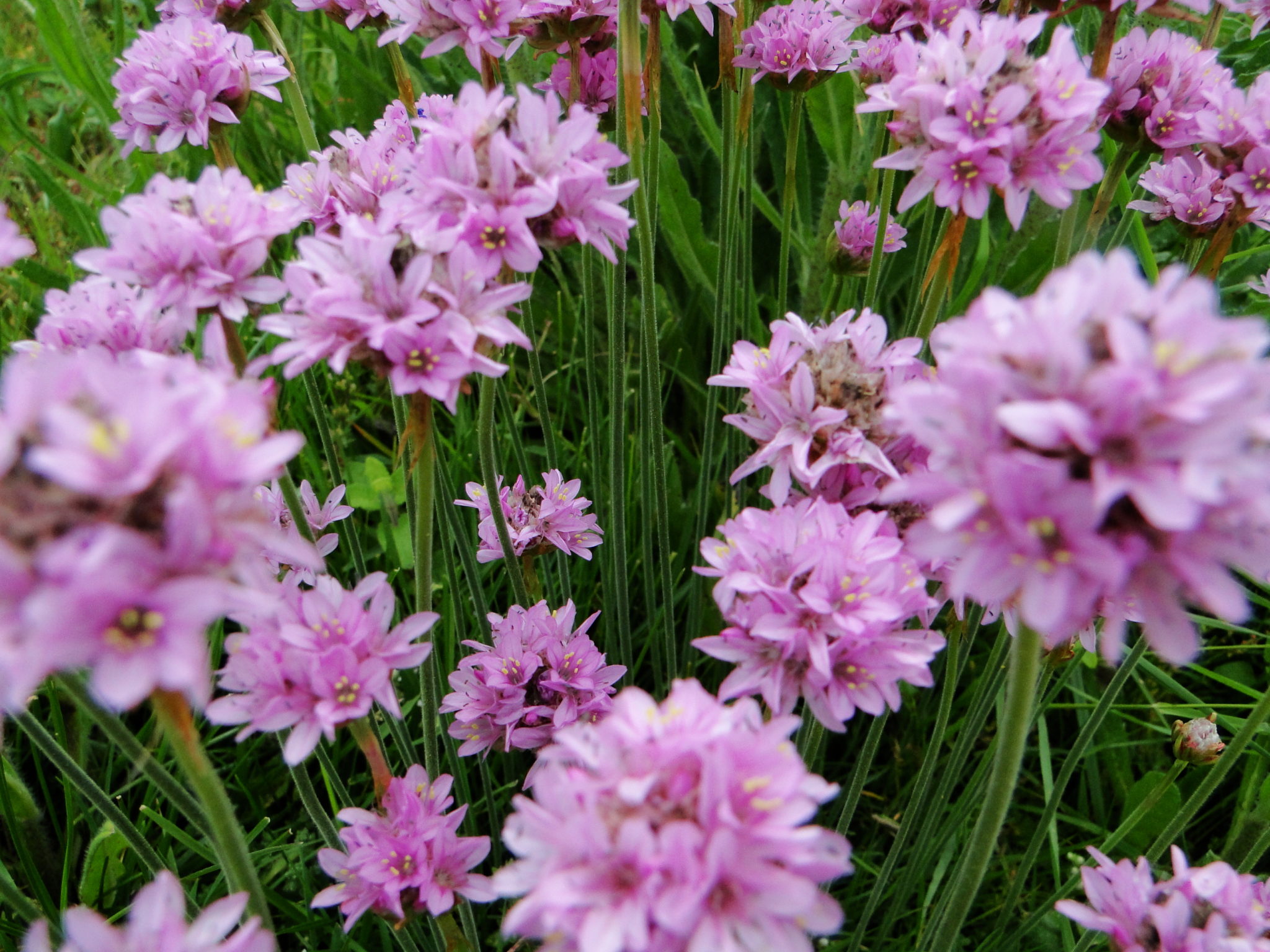 100 Amazing Photos and Pictures of Flowers