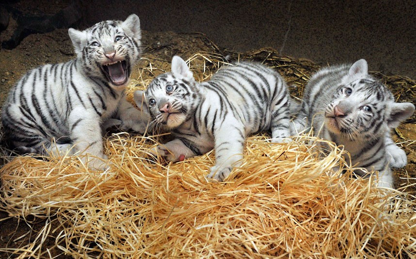 Best 35 Bengal Tiger Pictures and Wallpapers