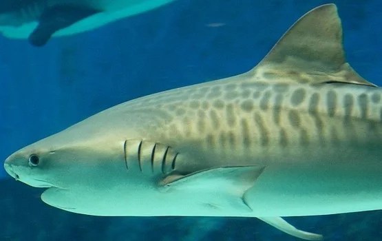 25 Tiger Shark Pictures and HD Wallpapers