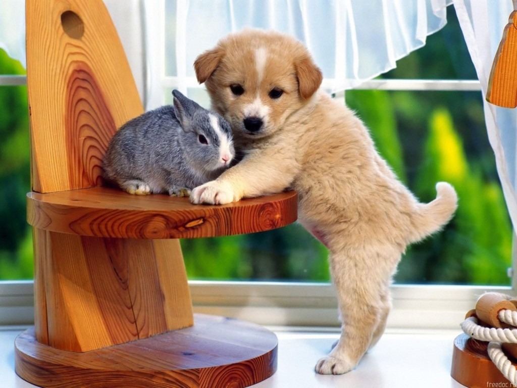 40 Wallpapers and Pictures of Dogs