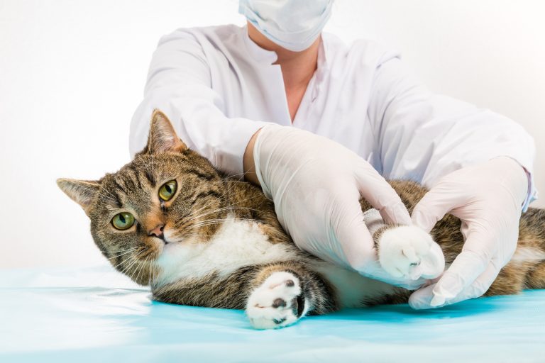 Katzen OPVersicherungen