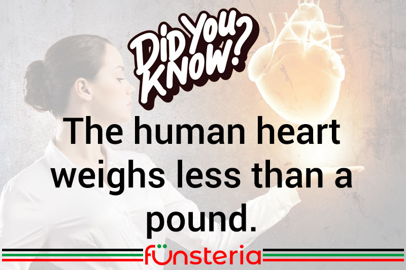 A Weighty Matter Funsteria