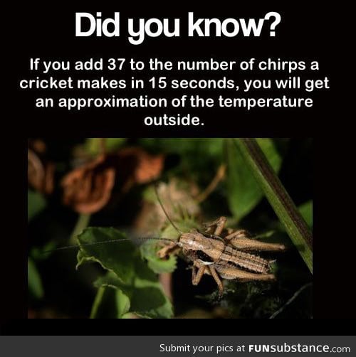 How you can tell the temperature outside with a cricket FunSubstance