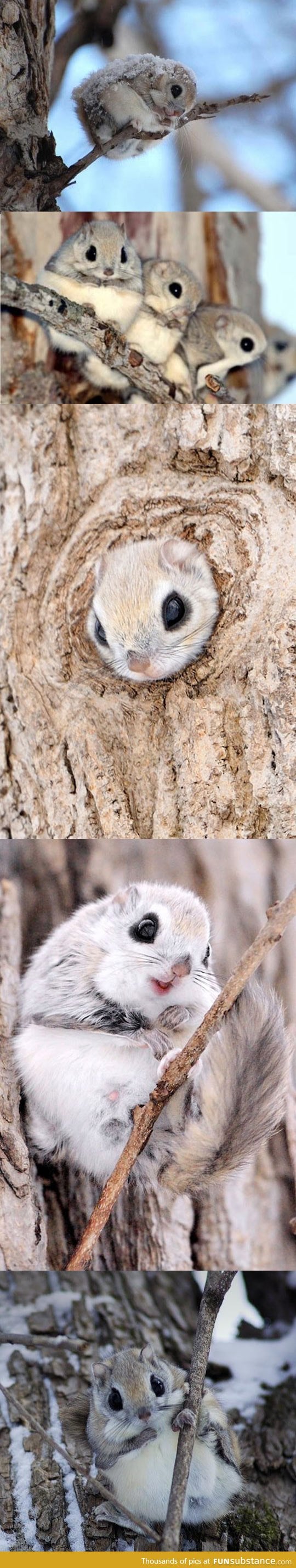 Everything in japan is cuter FunSubstance